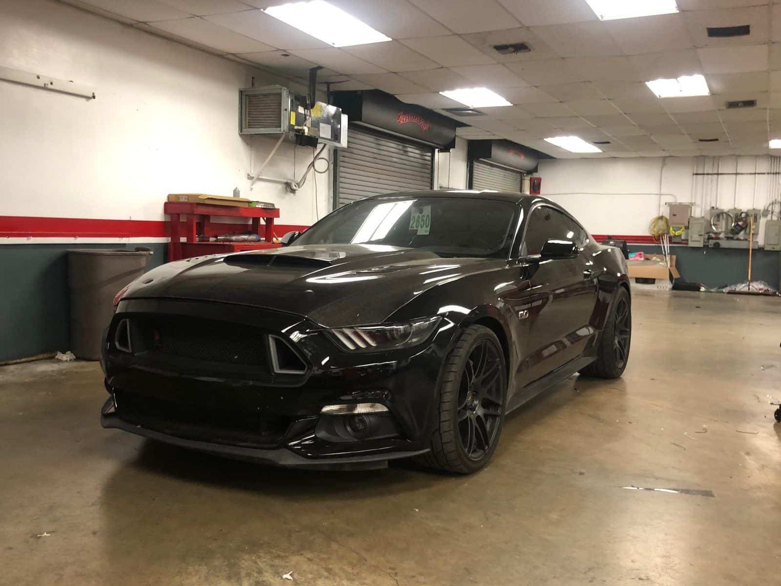 black mustang in bay